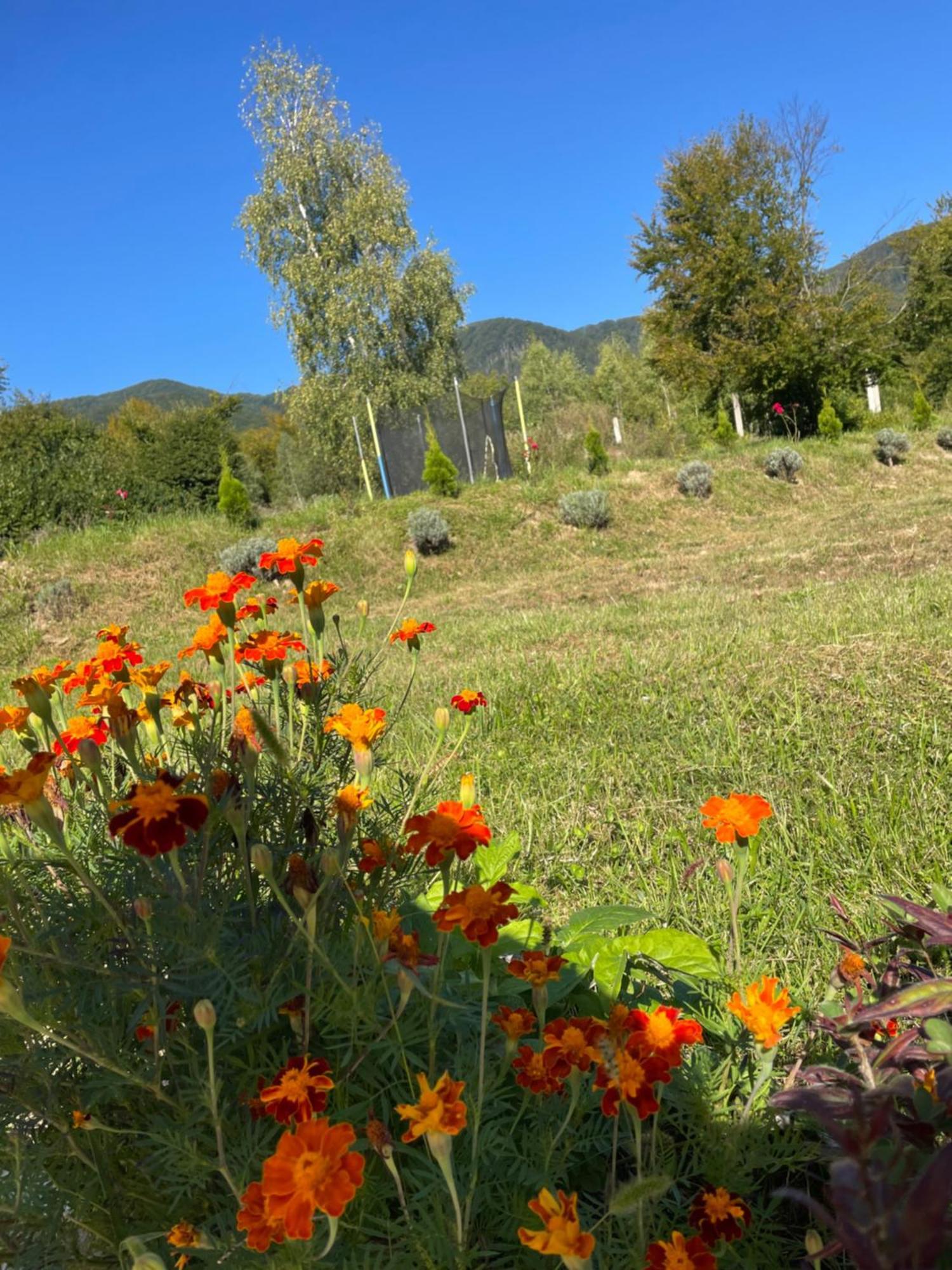 Соколів Камінь Novoselitsa  Exterior foto